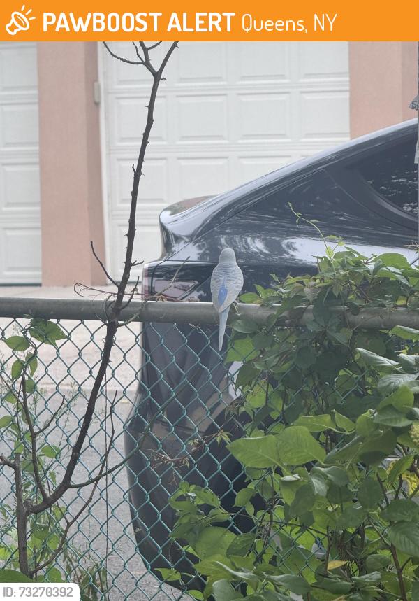 Found/Stray Unknown Bird last seen 67th Road, Queens, NY 11374