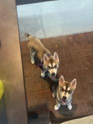 Lost Female Dog last seen McDonald’s on college road Ocala fl, Ocala, FL 34474