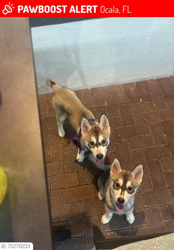 Lost Female Dog last seen McDonald’s on college road Ocala fl, Ocala, FL 34474