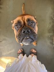 Reunited Female Dog last seen Spotted cow coffee, Tacoma, WA 98408