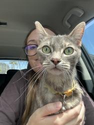 Reunited Female Cat last seen Avenida Encinas and Poinsettia, Carlsbad, CA 92011