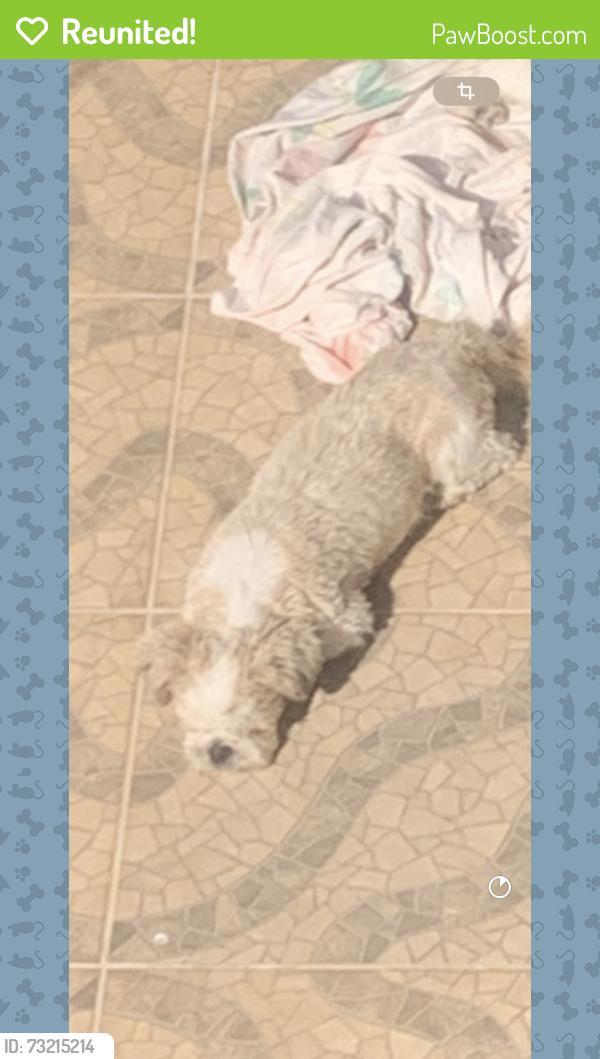 Reunited Male Dog last seen Rua Mateus Mendes Pereira, 784, Jardim Nossa Senhora do Carmo, SP 08275-010