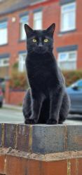 Lost Male Cat last seen Chesterton, Chesterton, England 