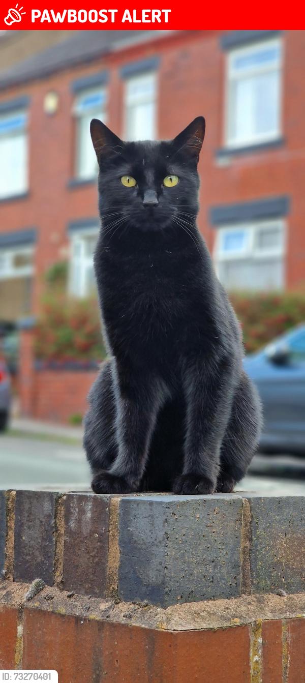 Lost Male Cat last seen Chesterton, Chesterton, England 
