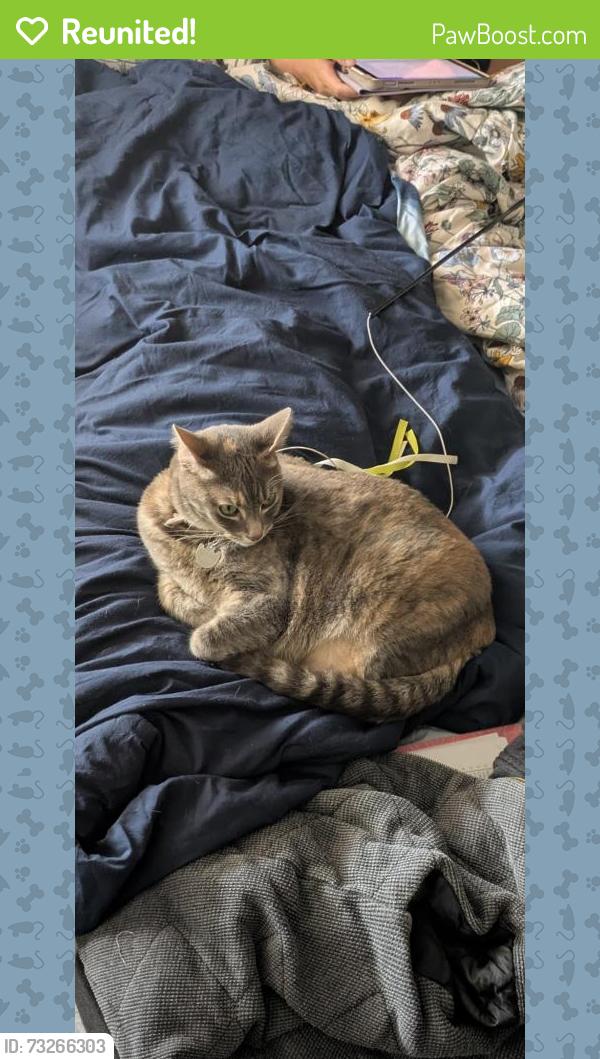 Reunited Female Cat last seen Near Santa Barbara St, Carlsbad, CA 92011, USA, Carlsbad, CA 92011