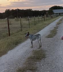 Lost Male Dog last seen LincolC, Elm Mott, TX 76640