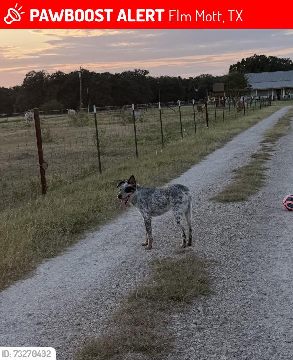 Lost Male Dog last seen LincolC, Elm Mott, TX 76640