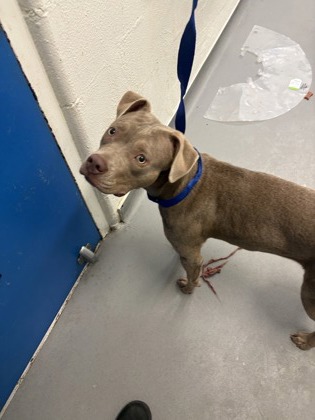 Shelter Stray Female Dog last seen No location noted, Seattle, WA, 2061 15th Ave W, Seattle, WA 98119, USA