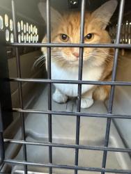 Reunited Male Cat last seen Upland, CA, USA, Upland, CA 91786