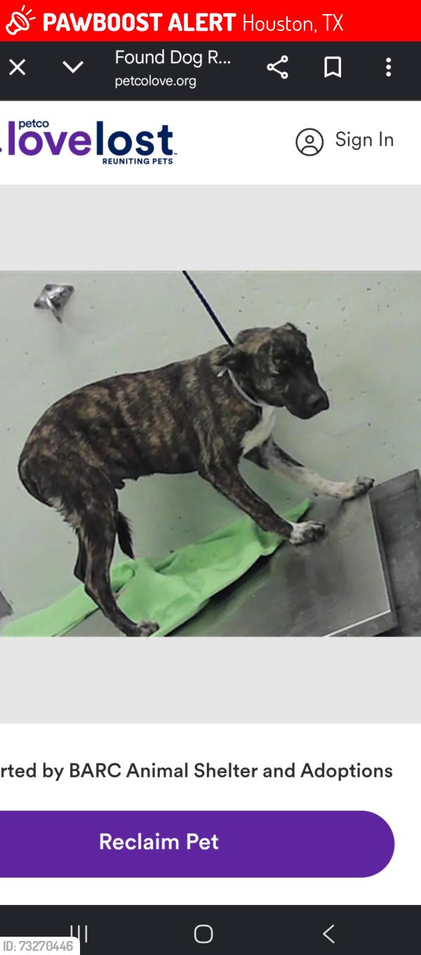 Lost Male Dog last seen Northline, Houston, TX 77037