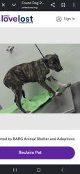 Lost Male Dog last seen Northline, Houston, TX 77037