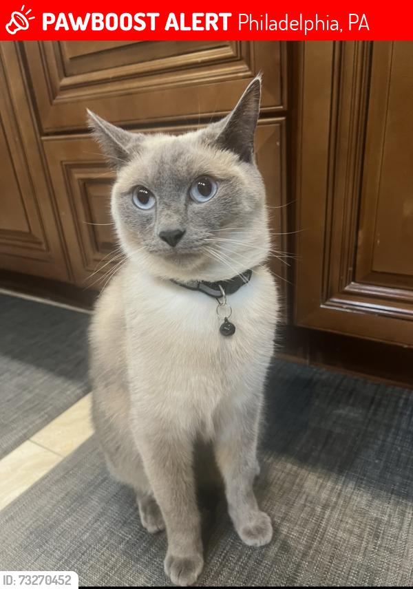 Lost Male Cat last seen Rennard St, Philadelphia, PA 19116