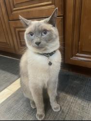 Lost Male Cat last seen Rennard St, Philadelphia, PA 19116