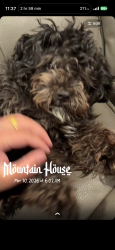 Found/Stray Male Dog last seen newhalen street manteca, Manteca, CA 95337