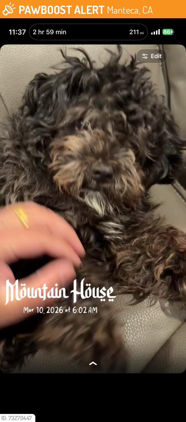 Found/Stray Male Dog last seen newhalen street manteca, Manteca, CA 95337