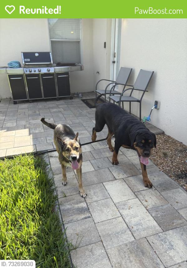 Reunited Female Dog last seen Near Lakeshore Dr, Mt Dora, FL 32757, USA, Mount Dora, FL 32757