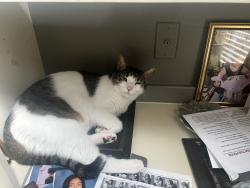 Lost Male Cat last seen Near station club dr sw, Marietta, GA 30060, Marietta, GA 30060