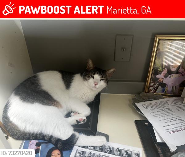 Lost Male Cat last seen Near station club dr sw, Marietta, GA 30060, Marietta, GA 30060