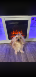 Lost Male Dog last seen Horatio, Detroit, MI 48210