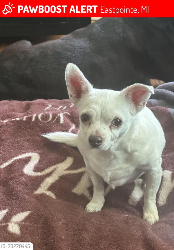 Lost Female Dog last seen 10 mile and schroeder ave in front of family dollar, Eastpointe, MI 48021