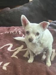 Lost Female Dog last seen 10 mile and schroeder ave in front of family dollar, Eastpointe, MI 48021