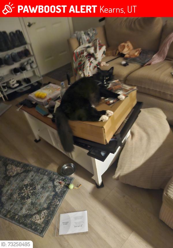 Lost Female Cat last seen Near W 5460 S, Salt Lake City, UT 84118, Kearns, UT 84118