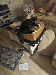 Lost Female Cat last seen Near W 5460 S, Salt Lake City, UT 84118, Kearns, UT 84118