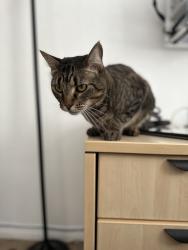 Reunited Male Cat last seen Canyon Heights Dr/Escalante Rd, Canyon Lake, CA 92587