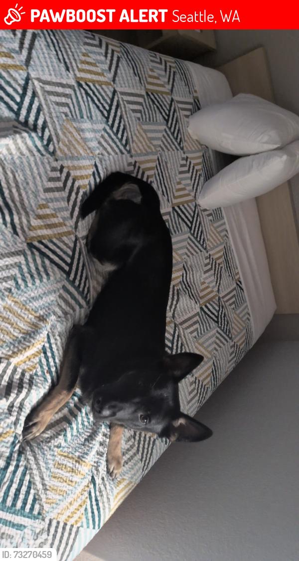 Lost Male Dog last seen 5th and jackson, Seattle, WA 98104