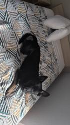 Lost Male Dog last seen 5th and jackson, Seattle, WA 98104