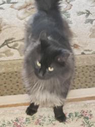 Reunited Male Cat last seen Christopher Columbus Park, Worcester, MA 01604
