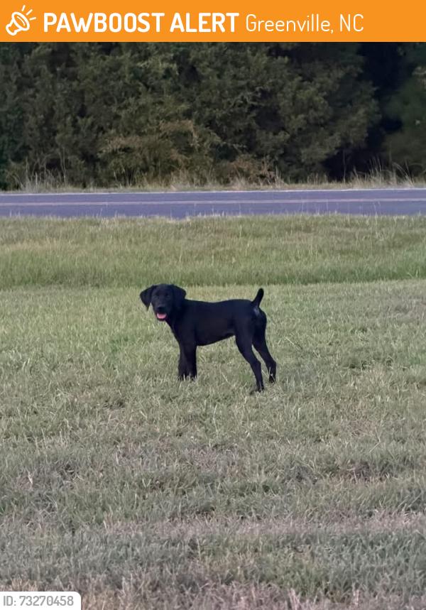 Rehomed Female Dog last seen Belvoir NC, Greenville, NC 27834
