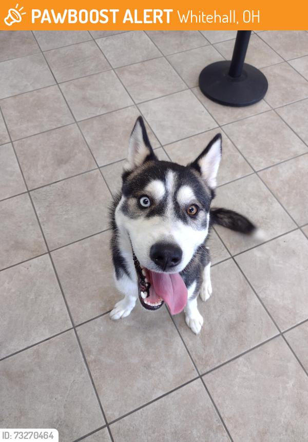 Found/Stray Male Dog last seen Check smart, Whitehall, OH 43213
