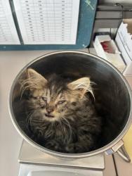 Shelter Stray Male Cat last seen Near E 4600 S, MURRAY CITY, UT, 84107, 511 W 3900 S, Salt Lake City, UT 84123, USA