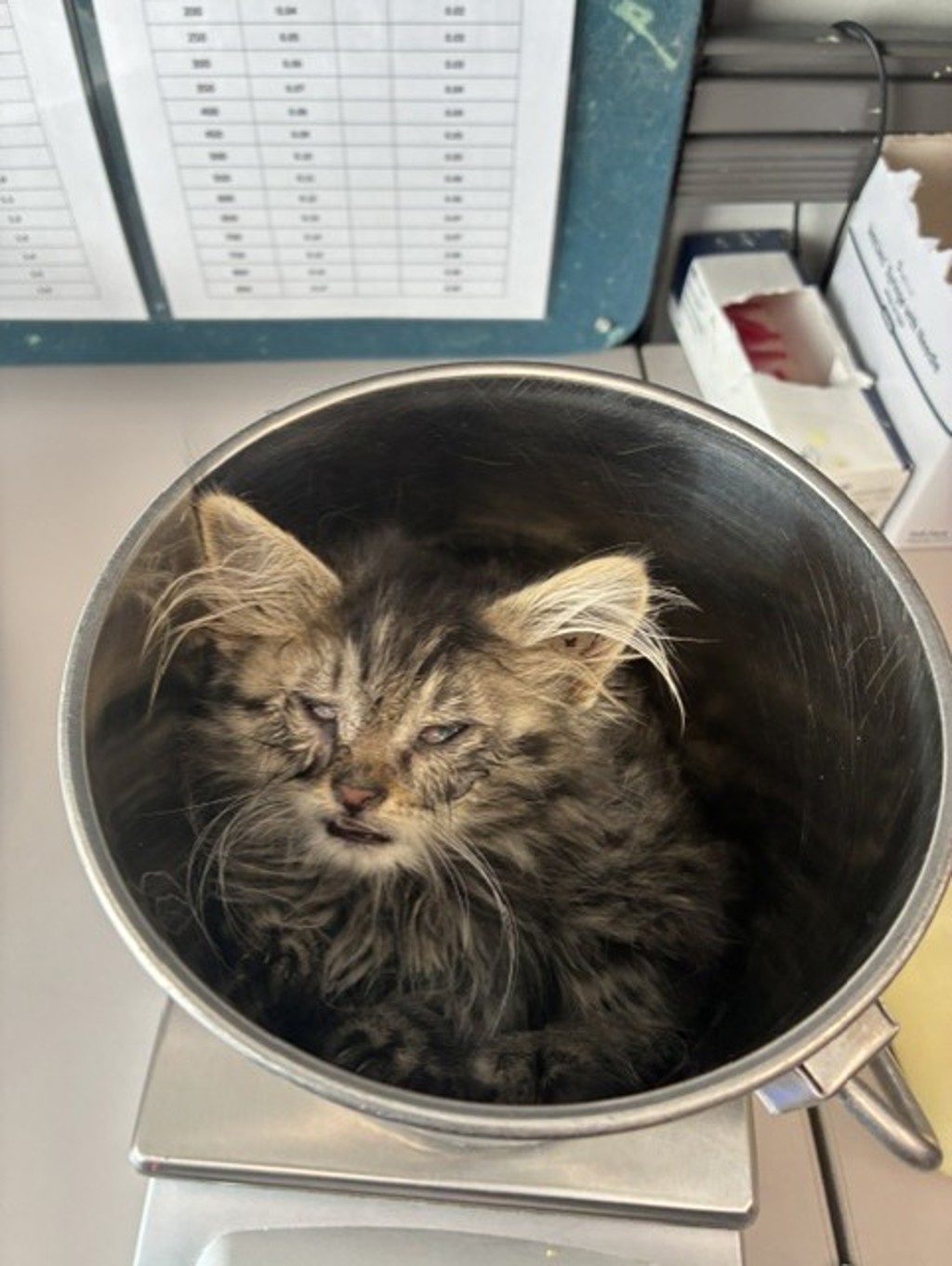 Shelter Stray Male Cat last seen Near E 4600 S, MURRAY CITY, UT, 84107, 511 W 3900 S, Salt Lake City, UT 84123, USA