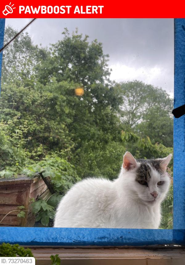 Lost Male Cat last seen King Edward Avenue, East Sussex, England 