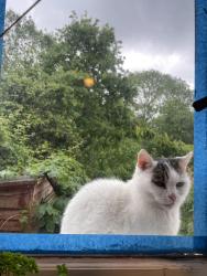 Lost Male Cat last seen King Edward Avenue, East Sussex, England 