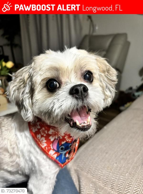 Lost Male Dog last seen Neighborhood right off 434, Longwood, FL 32750