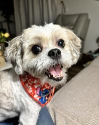 Lost Male Dog last seen Neighborhood right off 434, Longwood, FL 32750
