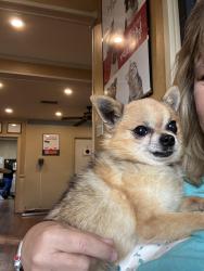 Reunited Male Dog last seen Sherbrooke and Peggy’s cove, Sherman, TX 75092