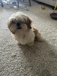 Found/Stray Female Dog last seen In the hampden heights apmt complex, Denver, CO 80231