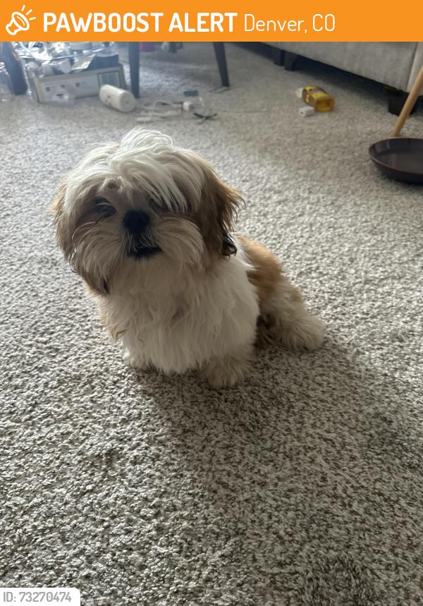Found/Stray Female Dog last seen In the hampden heights apmt complex, Denver, CO 80231