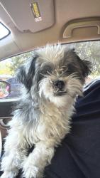 Reunited Male Dog last seen Near Mulkey ln, Denton, TX 76209