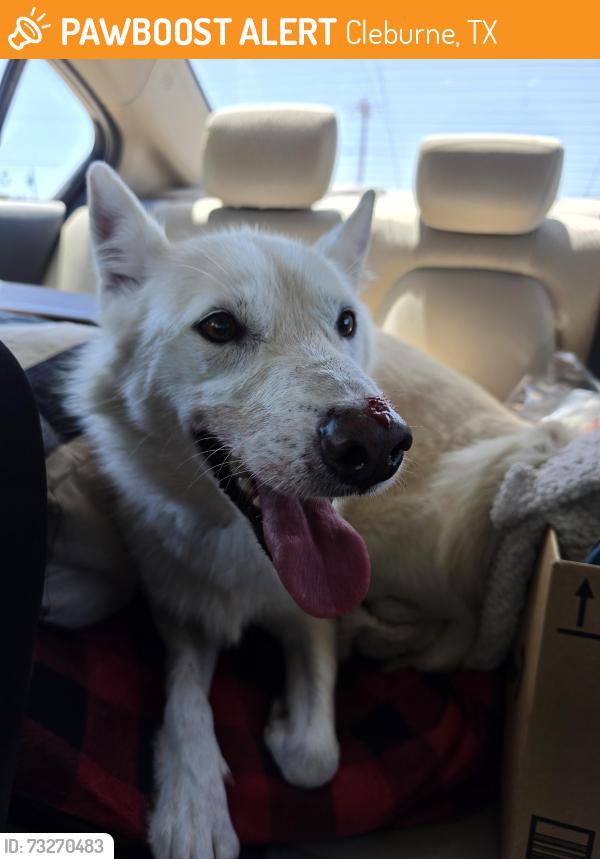 Found/Stray Female Dog last seen Near Cleburne High school, Cleburne, TX 76033