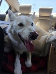 Found/Stray Female Dog last seen Near Cleburne High school, Cleburne, TX 76033