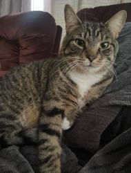 Reunited Male Cat last seen Av. Adrien, Brossard, QC, Canada, Brossard, QC 