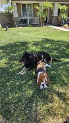 Found/Stray Male Dog last seen easton ln, Highland, CA 92346