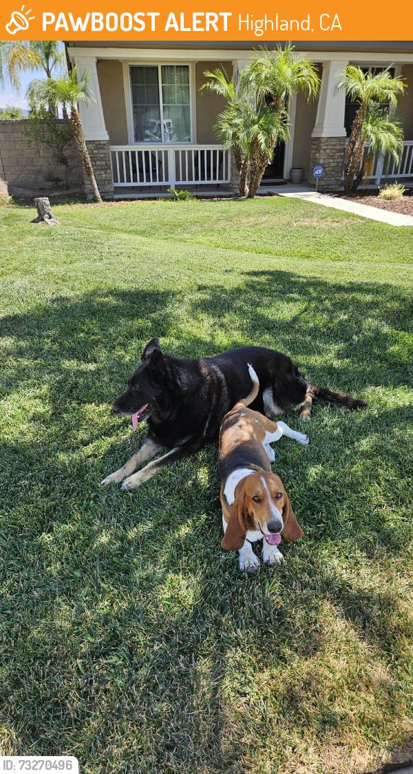 Found/Stray Male Dog last seen easton ln, Highland, CA 92346