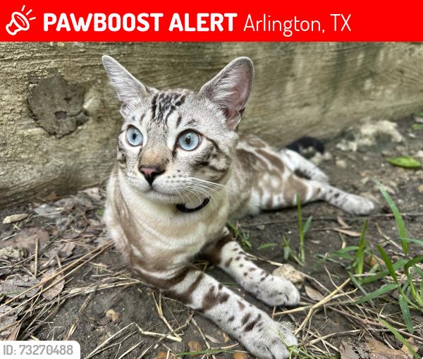 Lost Male Cat last seen Venture High School and Hyannis Court, Arlington, TX 76018