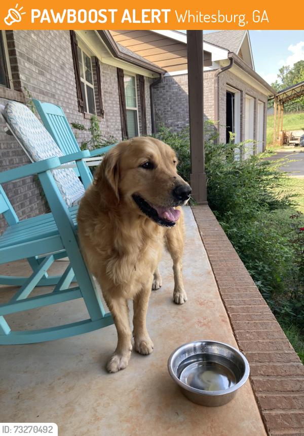 Found/Stray Female Dog last seen Consolation Church Rd and Jones Mill, Whitesburg, GA 30185